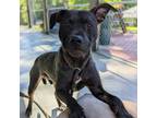 Adopt Oak a Black Labrador Retriever, American Staffordshire Terrier