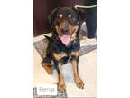Adopt Remus *Prison Program a Australian Shepherd