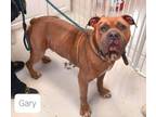Adopt Gary a Bullmastiff