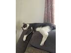 Adopt Sam and Hetty ***COURTESY POST*** a American Shorthair