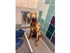 Adopt Dandy a Doberman Pinscher