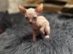 Female Kitten