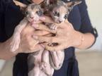 Sphynx Kittens 2