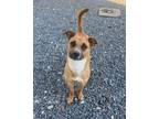 Adopt Sadie a Retriever
