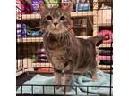 Adopt Blyss a Domestic Short Hair