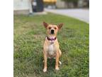 Adopt Tilly a Mixed Breed