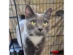 Adopt Aria a Domestic Short Hair