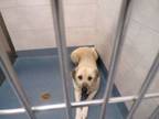 Adopt Journey a Anatolian Shepherd