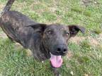 Adopt Tugboat a Dutch Shepherd, Mountain Cur