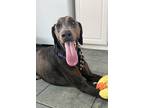 Adopt Blue 3233 a Doberman Pinscher