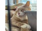 Adopt Chubbs a Domestic Short Hair