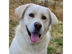 Adopt Leo (Len's Dog) a Labrador Retriever