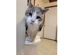 Adopt Tiki a Tabby