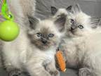 Ragdoll Litter