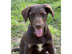 Adopt Jeslyn a Labrador Retriever, Poodle
