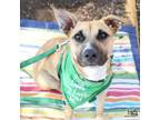 Adopt Puppi a Shepherd, Retriever
