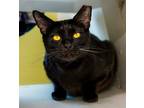 Adopt Moxxie a Domestic Short Hair