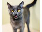 Adopt Itty Bitty Kitty a Domestic Short Hair