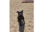 Adopt Rihanna a Pit Bull Terrier