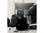 Adopt Bree a Domestic Short Hair