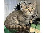 Adopt Nal Nal a Domestic Short Hair, Tabby