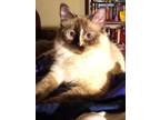 Adopt Sisu a Domestic Medium Hair, Siamese