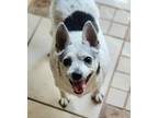 Adopt Coco a Terrier