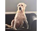 Adopt Hilda a Labrador Retriever, Great Pyrenees