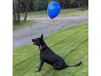 Adopt DOMINO a Shepherd, Collie