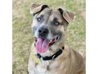 Adopt Brady a Black Mouth Cur