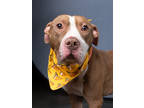 Adopt Roscoe a Staffordshire Bull Terrier, Mixed Breed