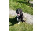 Adopt Prankster a Pit Bull Terrier, Labrador Retriever