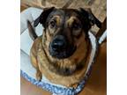 Adopt Jackson a German Shepherd Dog, Mixed Breed