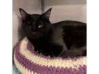 Adopt Pirate a Domestic Short Hair