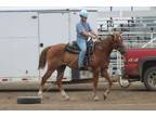 Adopt Cinna a Quarterhorse