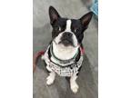 Adopt Oscar Ray a Boston Terrier