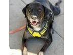 Adopt Rex a Catahoula Leopard Dog