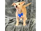 Adopt Valentino a Dachshund, Labrador Retriever