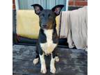 Adopt King Magnifico a Husky, Labrador Retriever