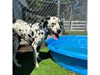 Adopt Barley a Dalmatian