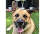 Adopt Axel a German Shepherd Dog, Great Pyrenees