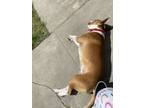 Adopt Wrigley a American Staffordshire Terrier