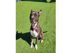 Adopt LUCY a Pit Bull Terrier