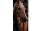 Registered American Saddlebred