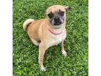 Adopt Cleo a Pug