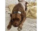 Adopt Nana (Courtesy Listing) a American Staffordshire Terrier