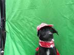 Adopt Arayass a Dalmatian, Golden Retriever