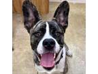Adopt Lucy Lou a Mixed Breed