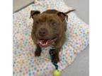 Adopt Mermaid a Pit Bull Terrier