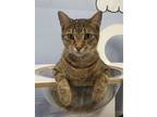 Adopt Dotty a Egyptian Mau, Tabby